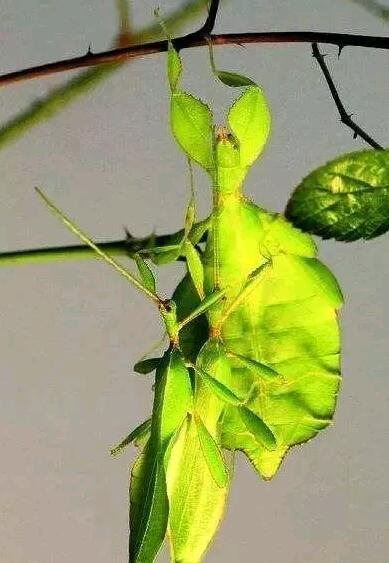 盘点全球最奇怪的十大昆虫，个个长相奇特！