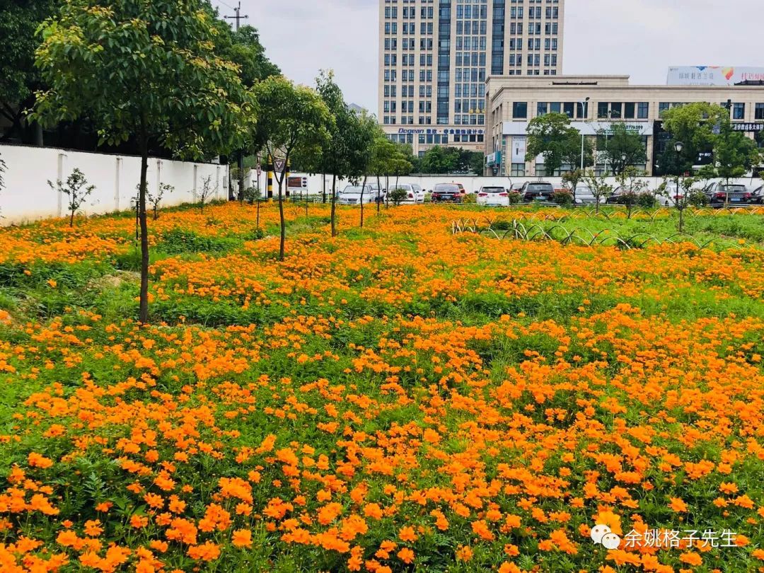 波斯菊,百日草…余姚市中心这片花海已进入大面积盛开