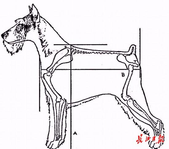 征求意见 35个品种的犬只禁止在湖北物业区域内饲养 标准