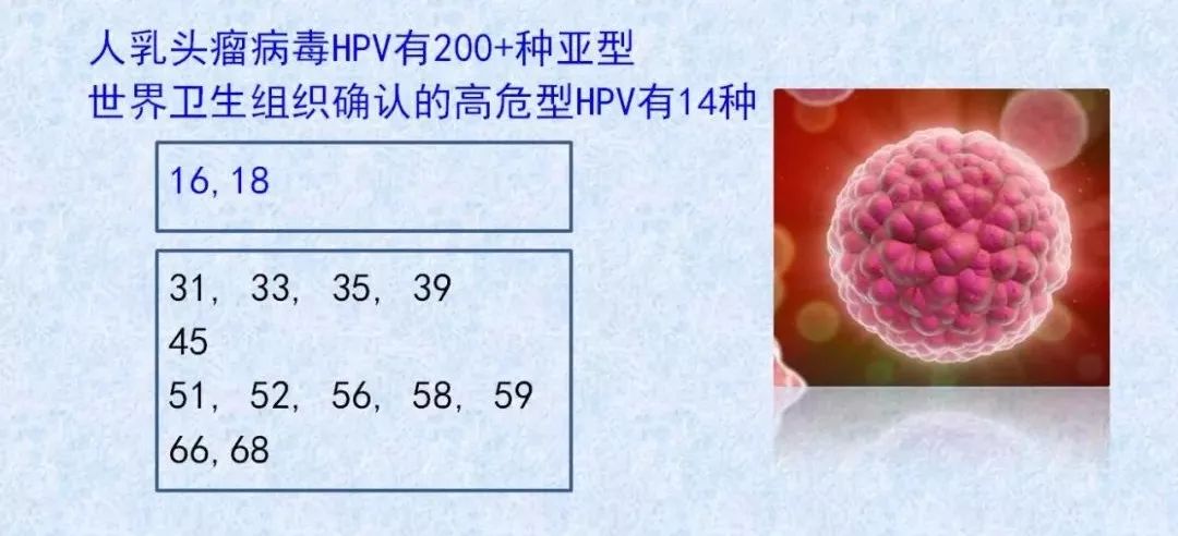 公鸡中的战斗机 ---人乳头瘤病毒16型(hpv16)