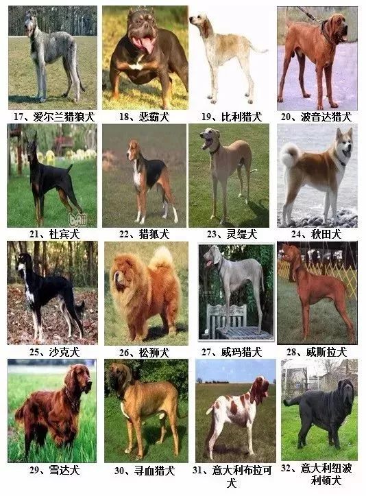 禁养犬品种图鉴2019年6月12日特此通告在禁养区内饲养大型犬,烈性犬的