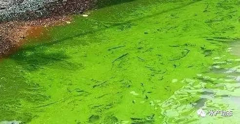 水产养殖户注意,用这种有益菌快速降解氨氮,净化水体