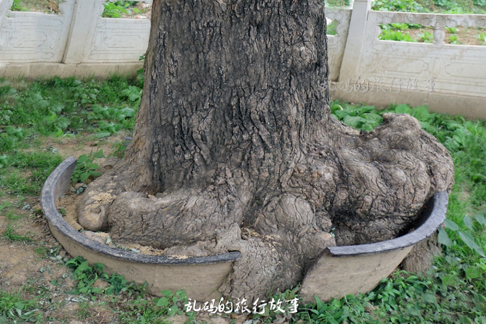 与少林寺齐名的河南古寺 顺治在此出家 400年“铁锅槐”实属罕见！