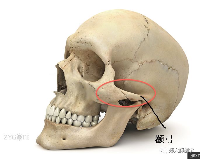 翼腭神经节