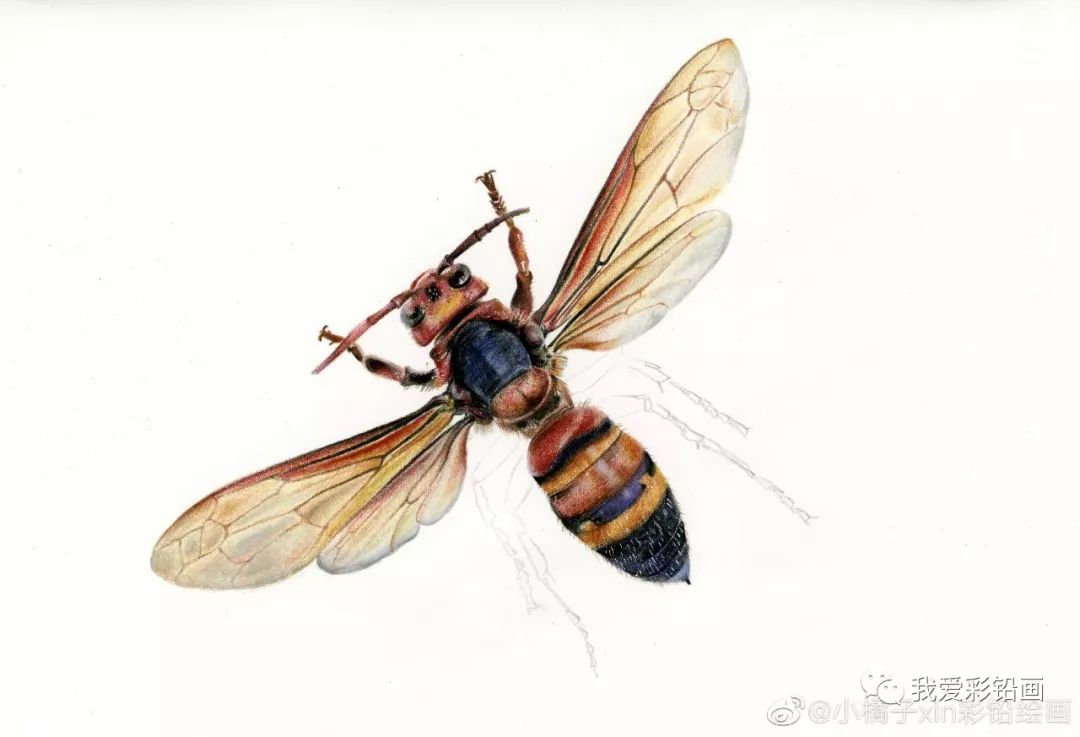 彩铅画一只小蜜蜂绘画过程