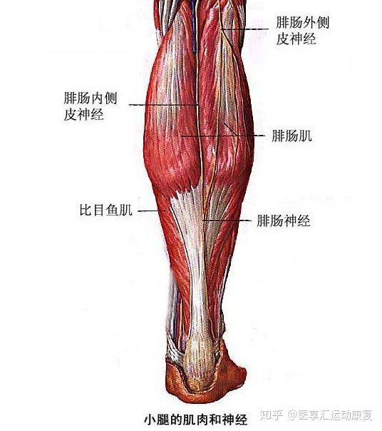 跟腱跟腱是小腿三头肌,即