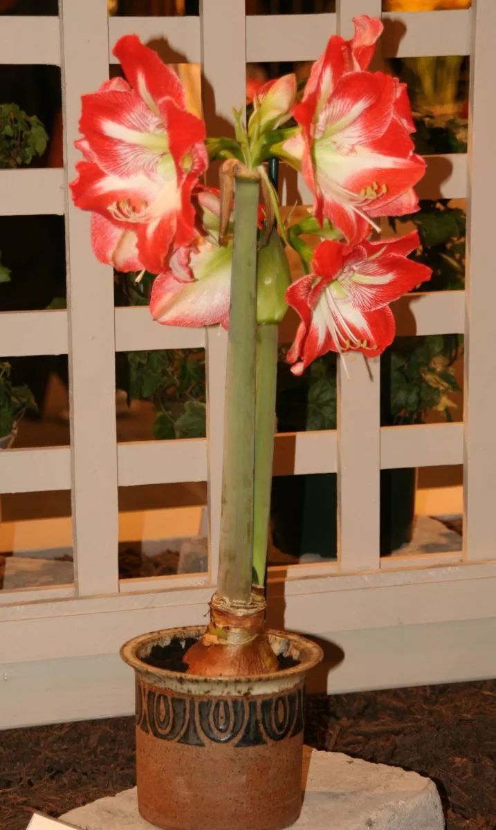 原创在花店买来的朱顶红球茎,养在花盆里也能开花灿烂