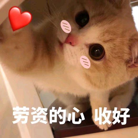 猫咪表情包|劳资的心,收好