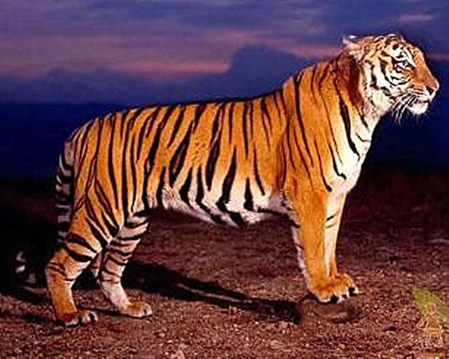 爪哇虎（学名：panthera tigris sondaica）是曾经存活于印度尼西亚爪哇岛上的一