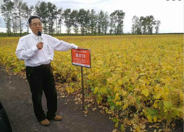 高油,稳产,广适应国审大豆黑农70的选育与推广