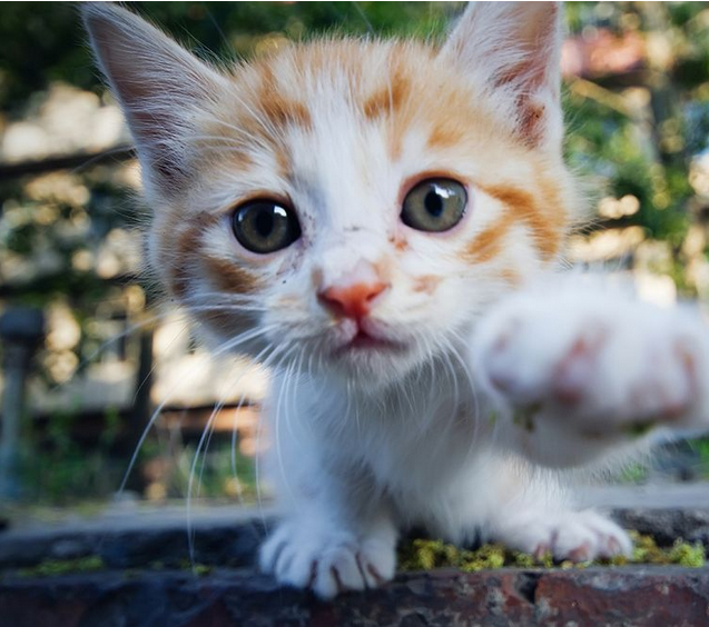 奶猫,青年猫?跟年龄没太大关系