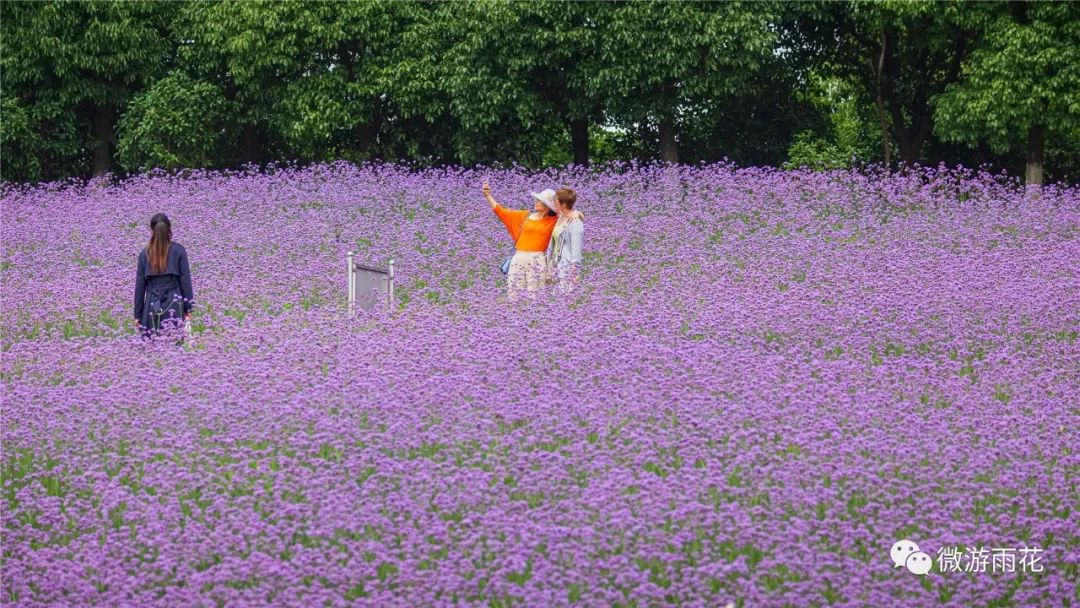 花开成海莲花湖的初夏美成仙境