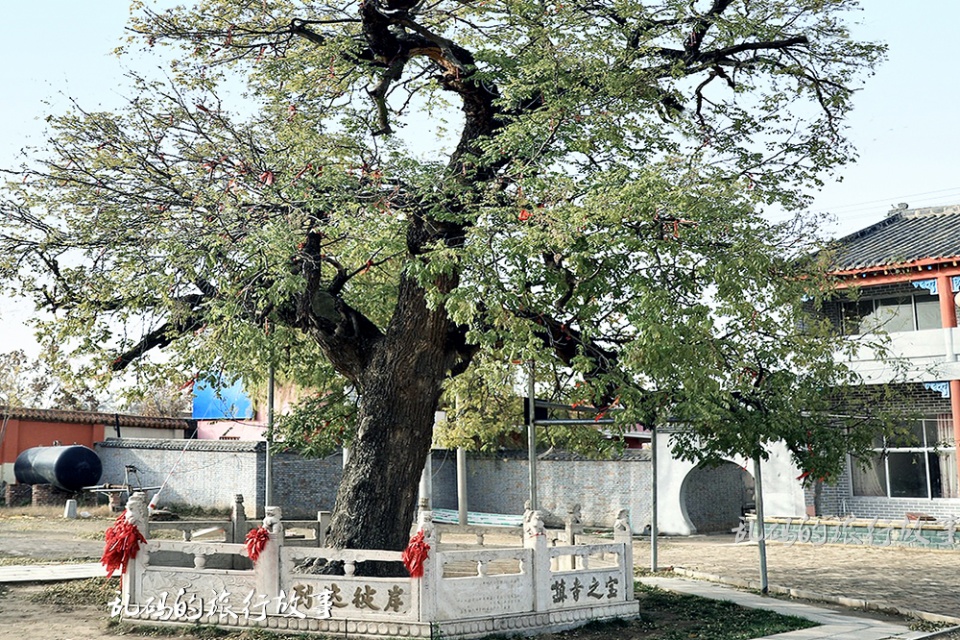 与少林寺齐名的河南古寺 顺治在此出家 400年“铁锅槐”实属罕见！