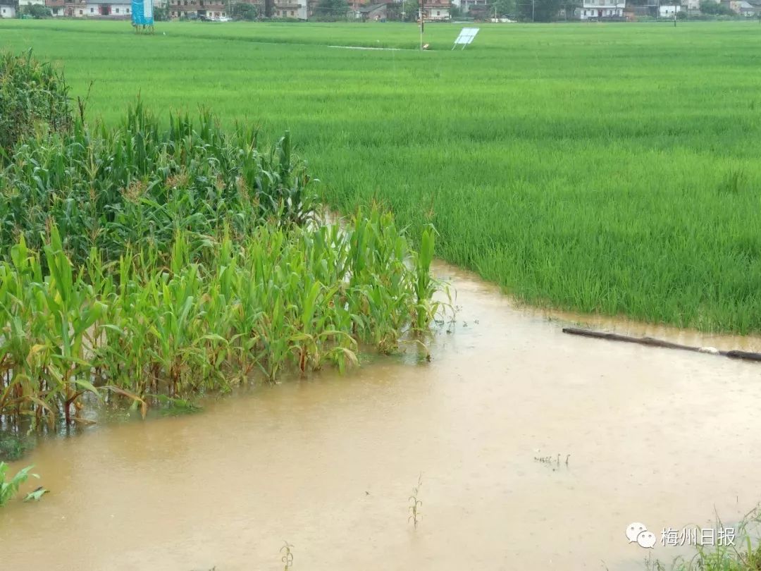 水稻大面积受浸,灾情严重