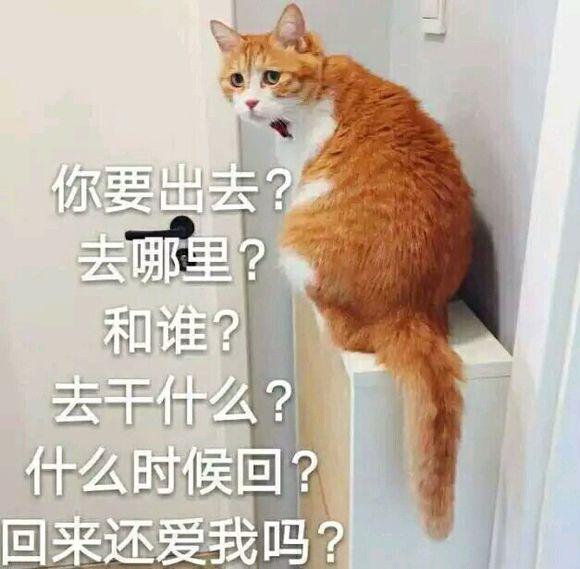 猫咪恋爱表情包|发誓爱你一辈几