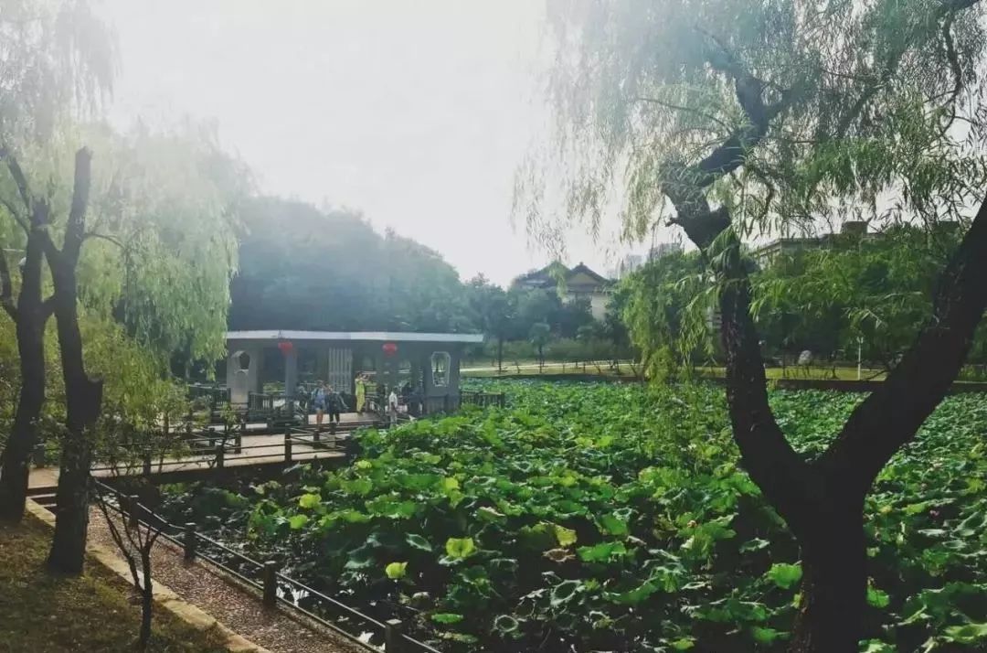 夏日骄阳下