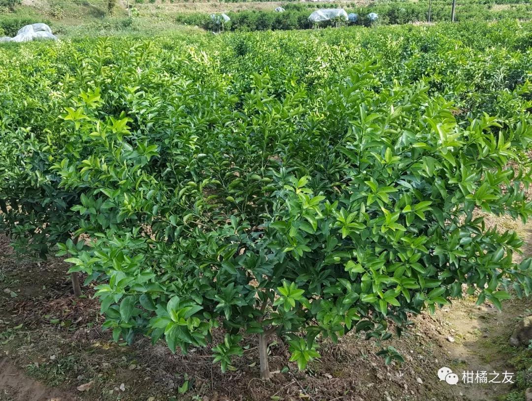 柑橘树形不好产量低品质差,如何培养较好的树形呢?