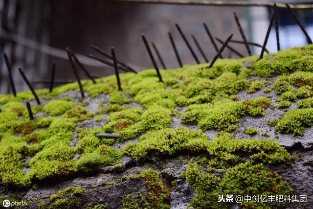 蔬菜大棚内为啥长青苔咋办