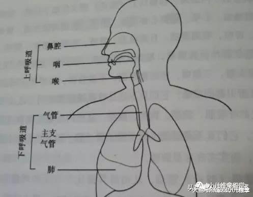 西医与中医的理解不同,一般都认为痰是在呼吸道炎症时产生的分泌物,把