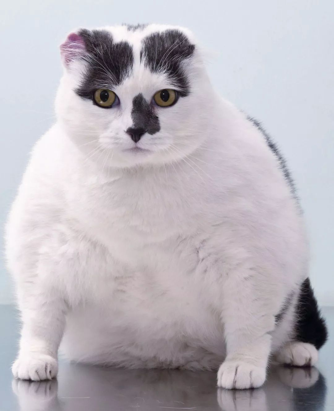 大橘猫是指哪个国家 e605be08f4f94fc0a5aa87c98c353d8e.jpeg
