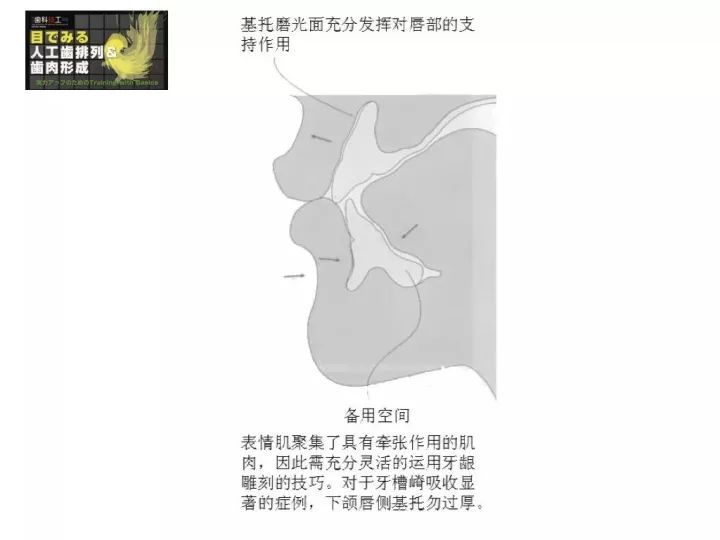 与解剖结构相协调的,不同区域的光滑面应有不同的形态,日本学者堤嵩词