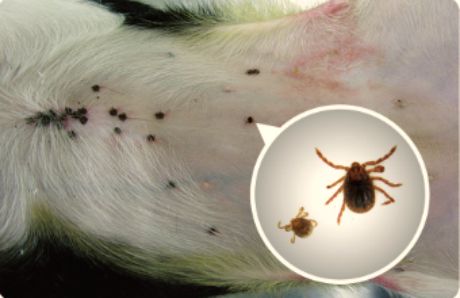 蜱虫传播的病毒又新增一种,这些症状也都可能是蜱媒病