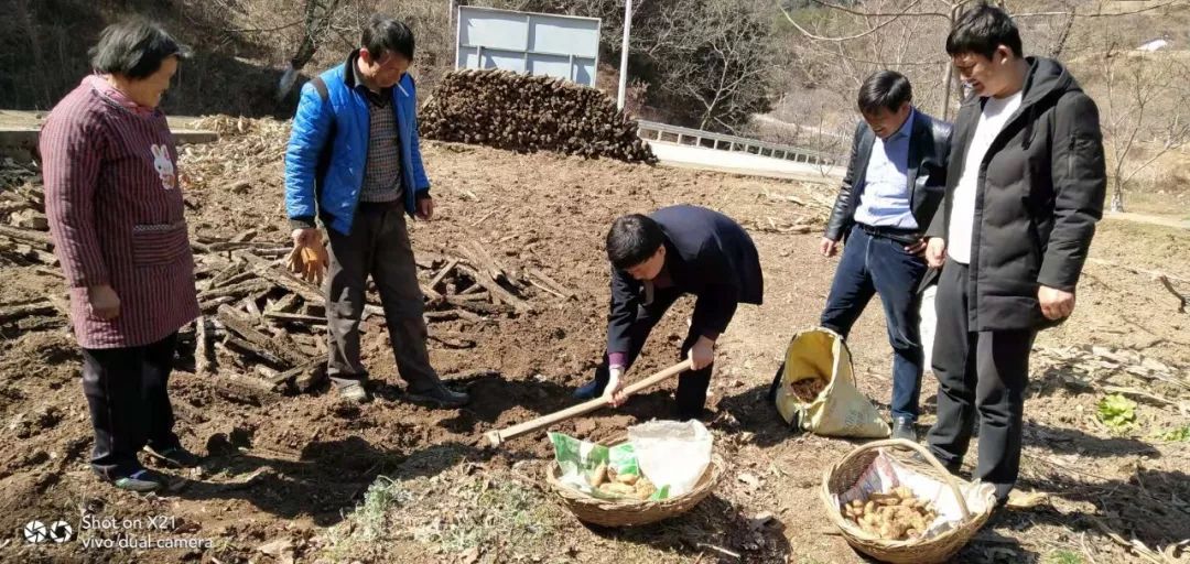 果药间作兴经济 依山致富财路宽—市文旅局帮扶油房村发展果药经济