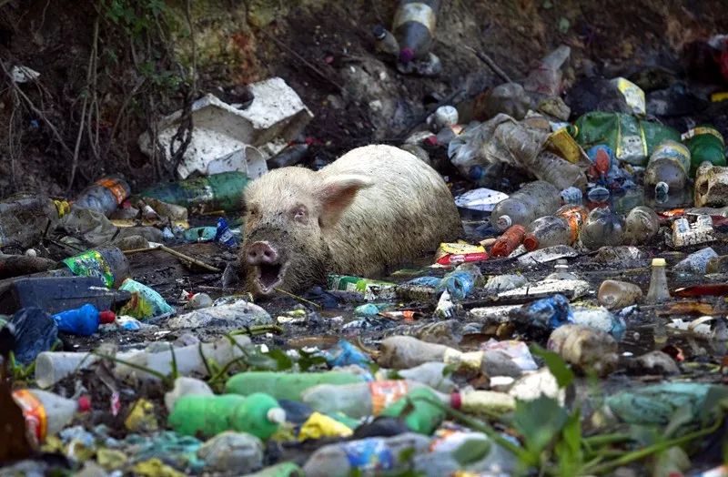 请保护环境别让生活垃圾对动物造成致命伤害