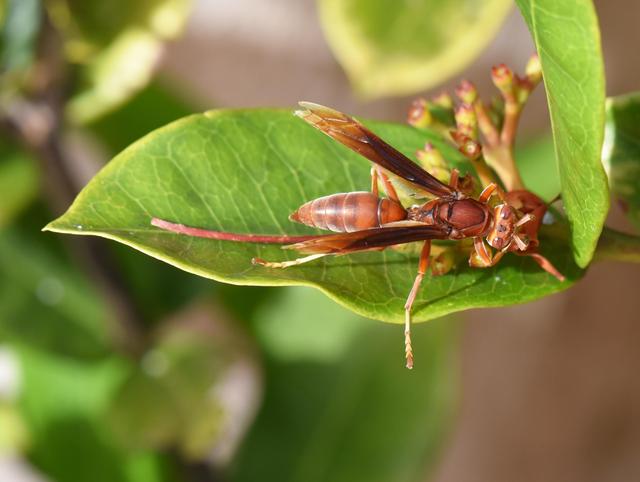 昆虫的排名_昆虫简笔画(2)