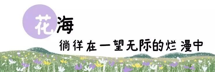 原創
            夏季的花海、草原、雪山，都在四川這個「小瑞士」里 旅遊 第10張