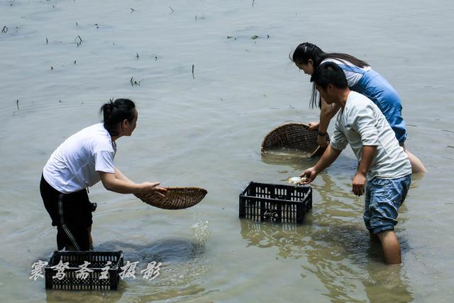 插秧前来从江美德村田边走走，亲手抓几条稻田鱼就在田埂上烤着吃