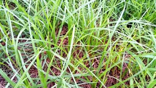 玉米田苗后除草剂药害症状_玉米田苗后除草剂几天见效_玉米田苗后除草剂