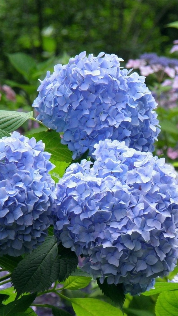 早安,9张蓝色梦幻绣球花高清手机屏保壁纸分享
