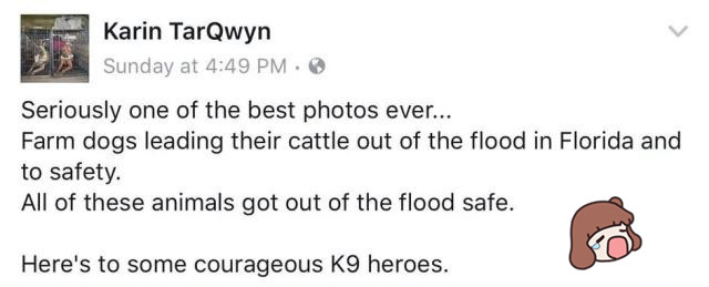 原創
            美國一農場被洪水沉沒，上百頭奶牛被圍困，營救者竟是四條狗 寵物 第3張