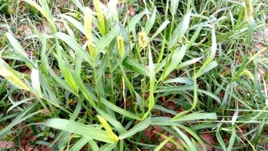 玉米田苗后除草剂几天见效_玉米田苗后除草剂药害症状_玉米田苗后除草剂