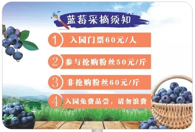 弥河蓝莓采摘开始啦~进园随便吃,快来1.6折抢门票