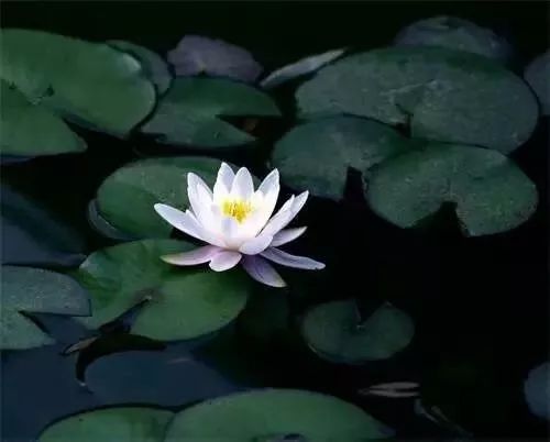 散文:清净心