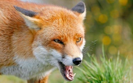 梦见狐狸是什么意思梦见狐狸是要走桃花运吗