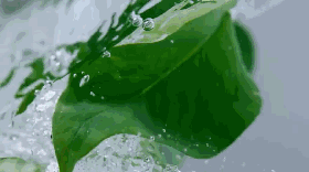 背景 壁纸 绿色 绿叶 树叶 植物 桌面 280_156 gif 动态图 动图