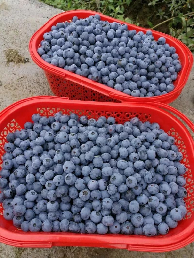 蓝莓素要怎么吃啊