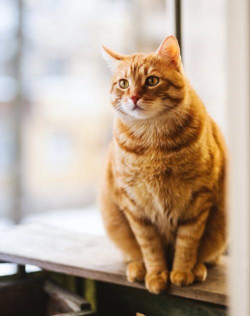 家有爱猫必看,猫咪一辈子不出门需要打疫苗吗