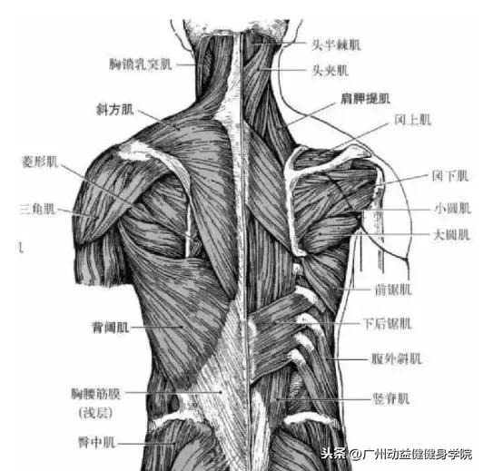 打造强大的竖脊肌,与大神更近一步!