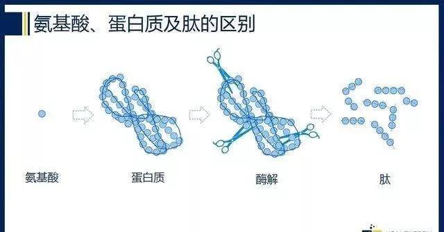 胶原蛋白 肽的神奇化学反应通常,由2个或3个氨基酸脱水缩合而成的肽