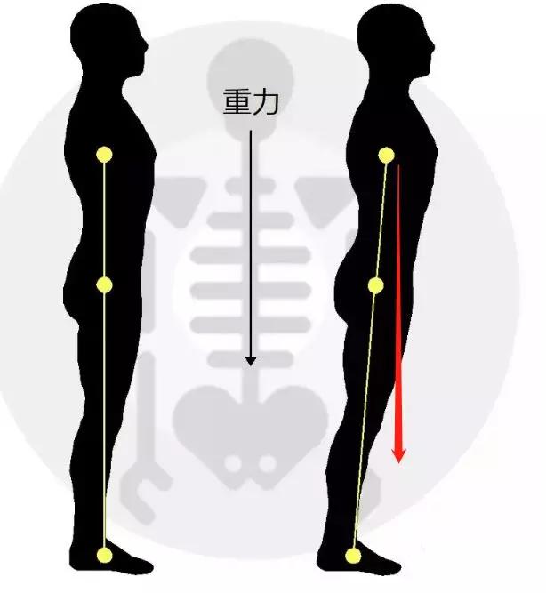 由于人体骨骼承重基本不消耗能量,肌肉承重需要消耗能量,而重力时时刻