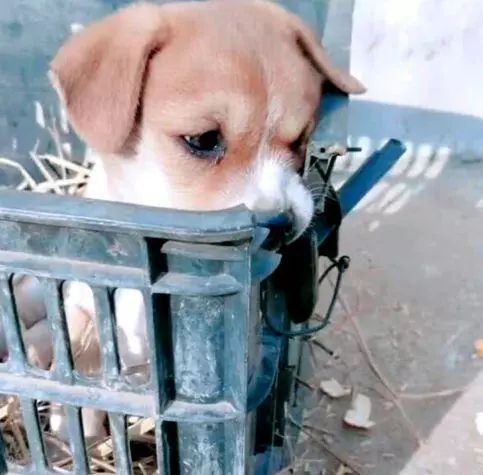 狗多少天不吃能饿死 41b172539c624ac789c97c8e40ac91c2.jpeg