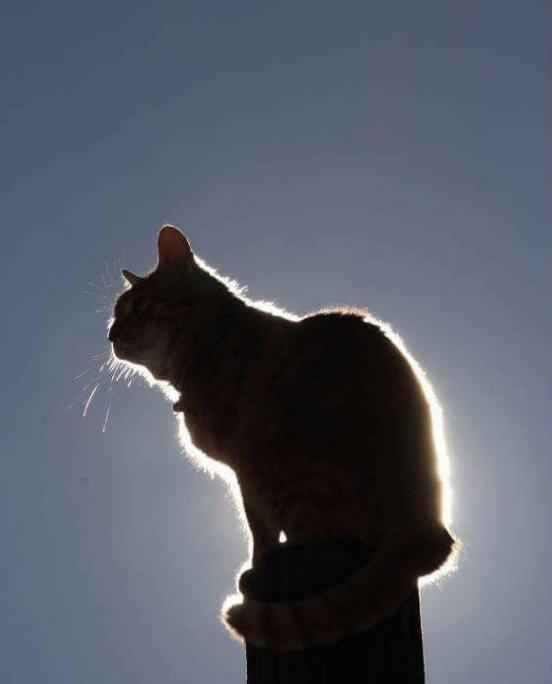 光影下的猫片绝美