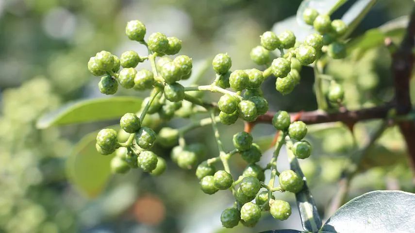 为什么不能多吃花椒 444f551fe430460a9e931893e9acf99b.jpeg
