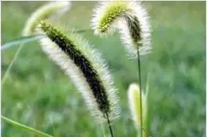 玉米田苗后除草剂药害症状_玉米田苗后除草剂_玉米田苗后除草剂几天见效
