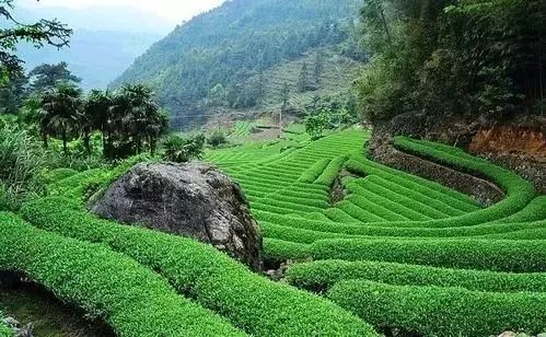 茶乡走马|平和白芽奇兰:漳州茶,漳州味