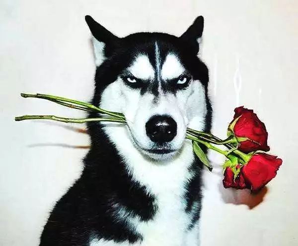 歪头杀柴犬 470a805d64114b62a8394a1b23e472e1.jpeg